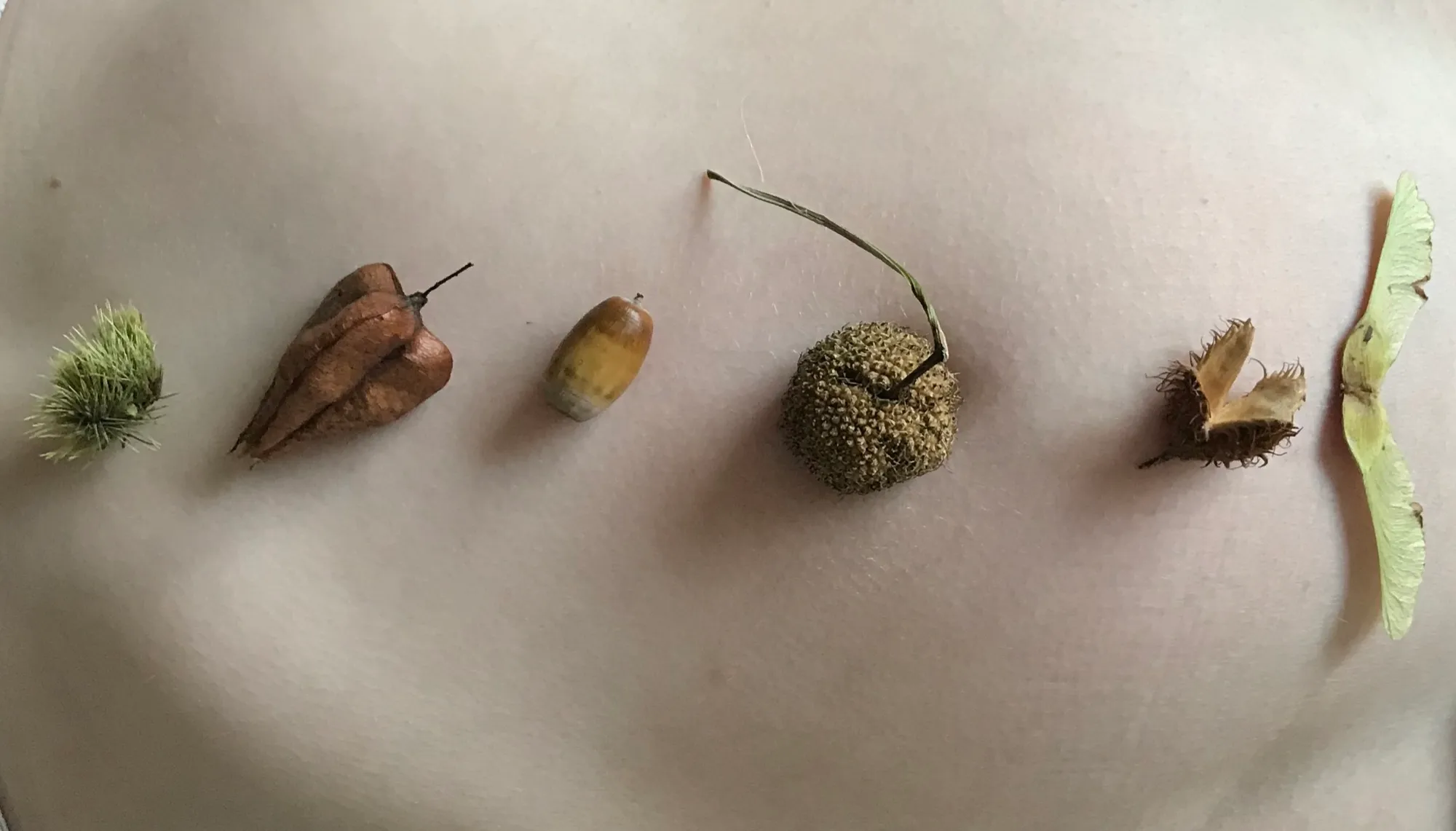 Nature's Polyphony